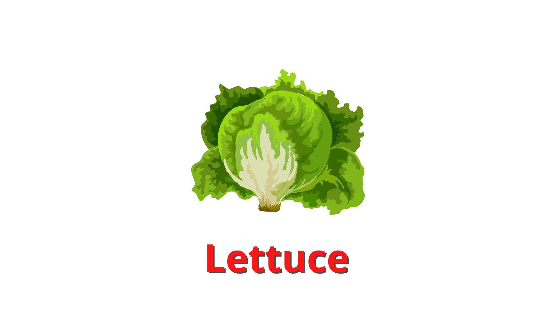 lettuce